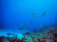 Wall of Sharks in Fakarava · Hai-Tauchen Französisch-Polynesien 