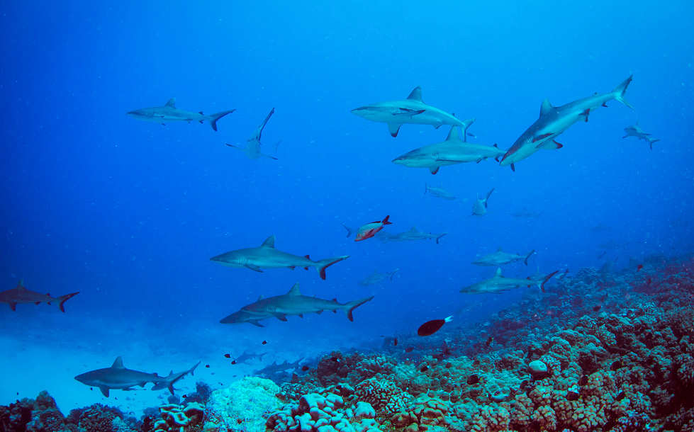 Wall of Sharks in Fakarava · Hai-Tauchen Französisch-Polynesien 