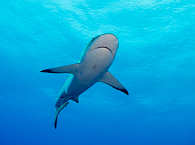 Hai-Tauchen – Tauchsafari Malediven 