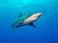 Tauchen in Französisch Polynesien – Silky Shark 