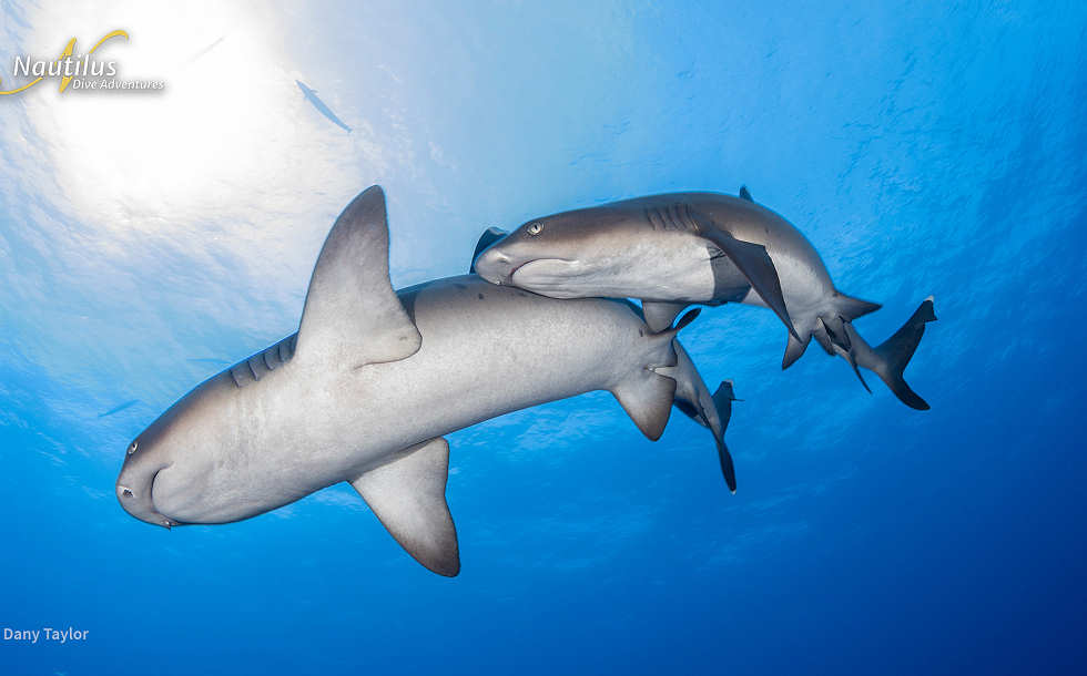 Weißspitzen-Riffhaie Socorro · Tauchsafaris Nautilus Mexiko 