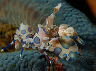 Harlekingarnele 