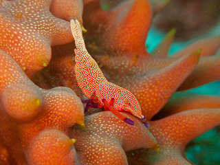 Imperator Garnele (emperor shrimp) – Halmahera, Indonesien 