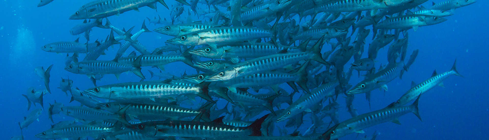 Barrakuda Schwarm – Nord Molukken, Indonesien 