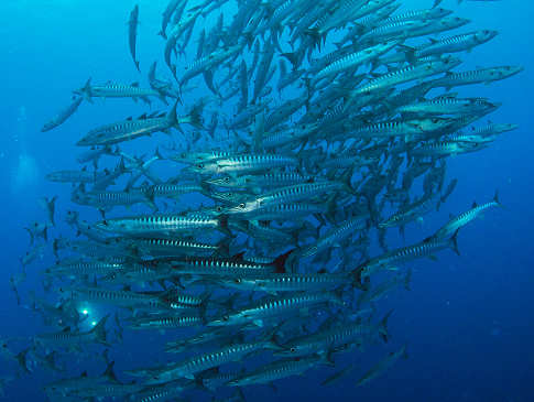 Barrakuda Schwarm – Nord Molukken, Indonesien 