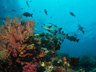 Tauchen in Halmahera · Molukken, Indonesien 