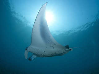 Tauchen mit Mantas · Halmahera 