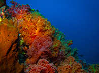 Wunderschöne Korallengärten – Tauchsafaris in Halmahera, Molukken 