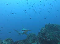 Tauchen mit Hammerhai an Alycone · Cocos Island 