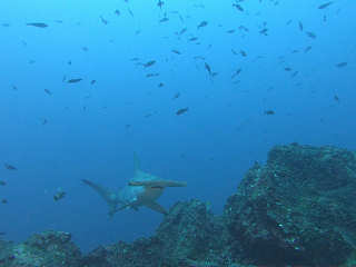 Tauchen mit Hammerhai an Alycone · Cocos Island 