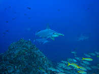 Tauchen am »Berg der Hammerhaie« Cocos Island 
