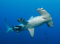Diving with Hammerheads · Alcyone Cocos Island 