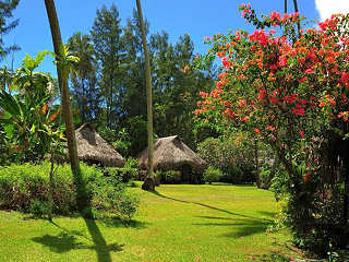 Gartenanlage des Hibiscus auf Moorea 