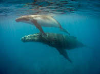 Humpback Whale mit Baby – Whale Watching vor Tahiti, Französisch Polynesien 