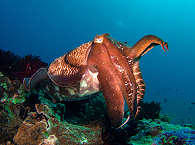Tauchen Indonesien · Komodo UNESCO Welterbe 