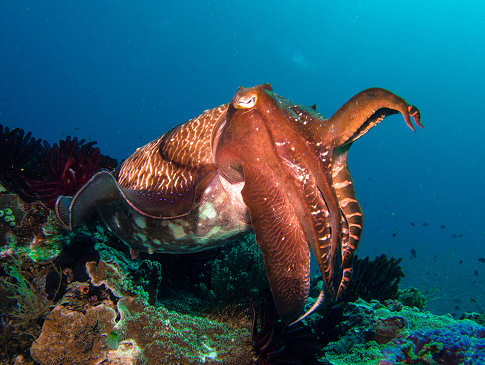 Tauchen Indonesien · Komodo UNESCO Welterbe 