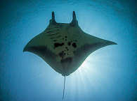 Tauchen mit Mantas in Indonesien 