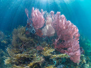 Tauchen Raja Ampat · Indonesien 