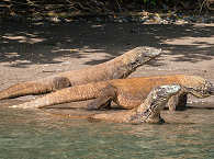Indonesien-Tauchreisen · Warane im Nationalpark Komodo 