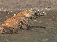 Komodowaran – Tauchreisen nach Indonesien 