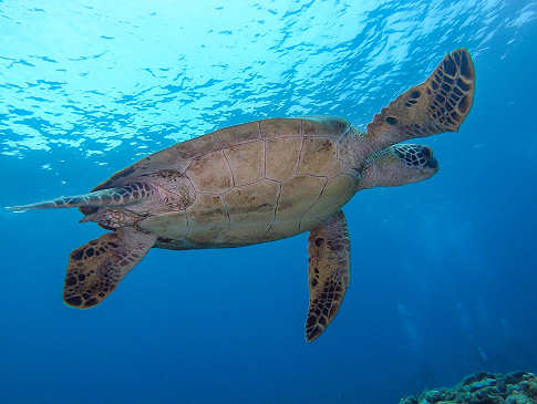 Tauchen mit Schildkröten 