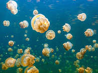 Golden Jellyfish Lake · Tauchreisen & Urlaub Palau 