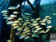 Tauchen an Raja Ampats Jettys 