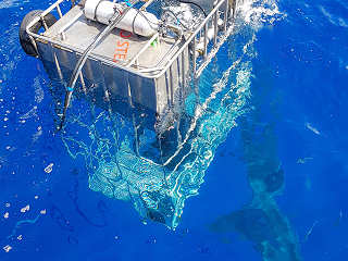 Weiße Haie vor den Tauch-Käfigen – Guadalupe 