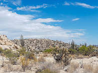 Kaktus-Wüste auf der Baja California 