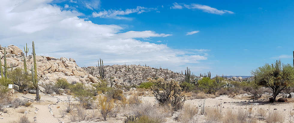 Kaktus-Wüste auf der Baja California 