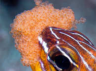 Komodo und Sumbawa 
