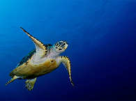 Schildkröte vor Sumbawa 