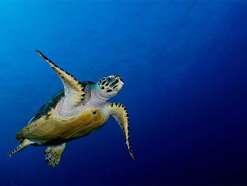 Schildkröte vor Sumbawa 