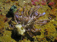 Solarbetriebene Fadenschnecke 