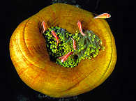 Tauchen Kimbe Bay Papua Neuguinea · Anemone 