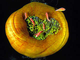 Tauchen Kimbe Bay Papua Neuguinea · Anemone 