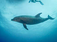 Delfin · Tauchen an Cocos Island 
