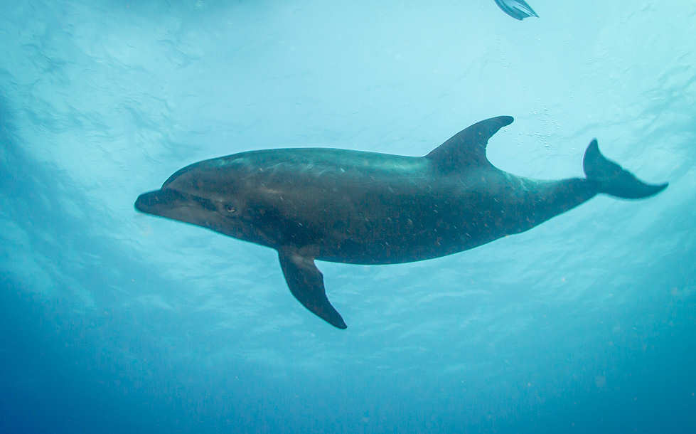 Delfin · Tauchen an Cocos Island 