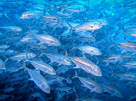 Makrelenschwarm an Cocos Island · Tauchen Costa Rica 