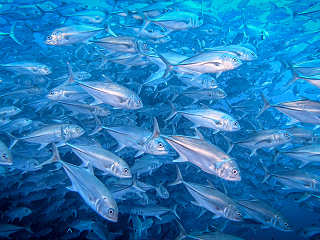 Makrelenschwarm an Cocos Island · Tauchen Costa Rica 