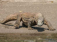 Komodo Waran in Süd-Rinca 