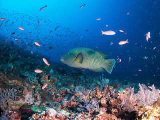 Tauchen in Komodo · Tauchsafaris Indonesien 