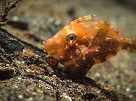 Makro-Diving Komodo · Tauchen Indonesien 