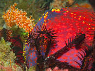 Makro-Tauchen in Komodo · Indonesien 