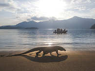 Komodo Waran · Tauchsafaris Indonesien 