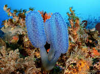 Tauchen Komodo Nationalpark Indonesien 