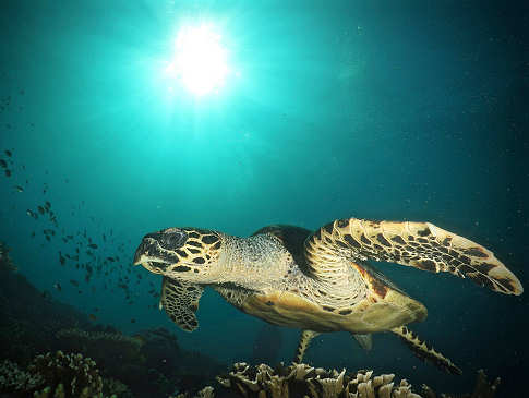 Schildkröte im Nationalpark Komodo 