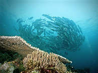 Tauchen Komodo 