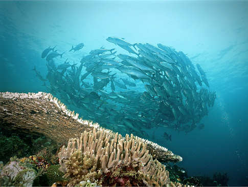 Tauchen Komodo 