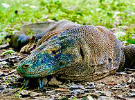 Komodowaran im Nationalpark 